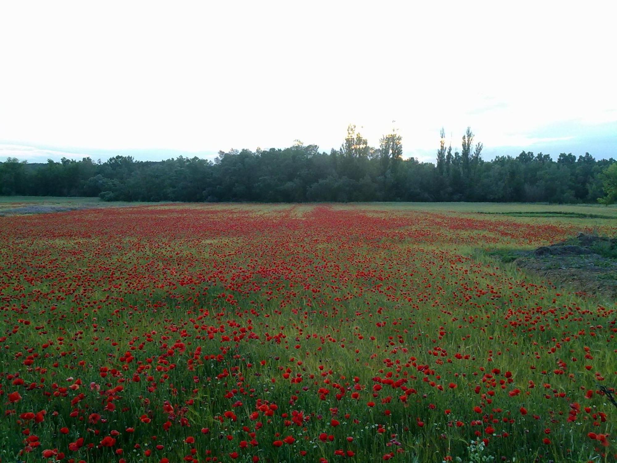 Casa Rural Las Tejas El Picazo 外观 照片
